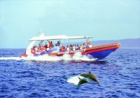 Dolphin Watching Tours
